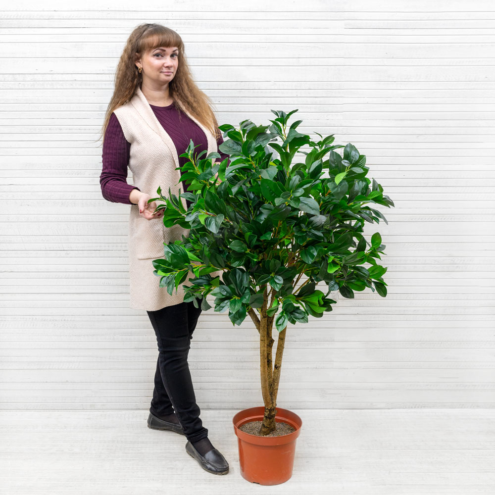 130/РН/64(з) Рускус h-130см_3