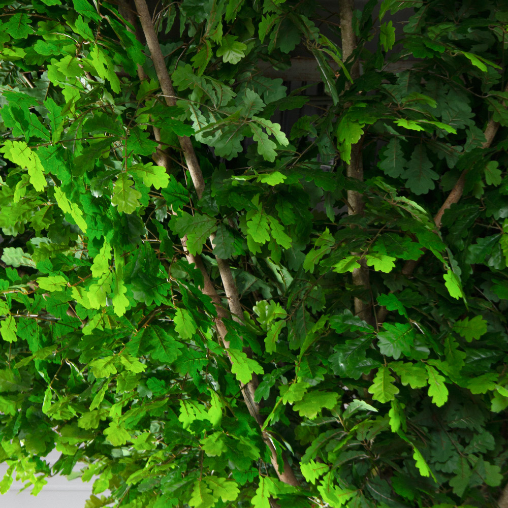 500Разб/ТР/222-1(F) Дуб искусственный разборный h500см d500см_6