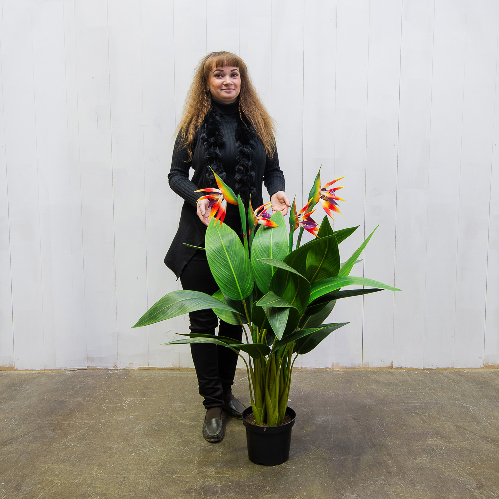 110/2К/357 Куст Стрелиции х4 в кашпо h-110, d-90см_3