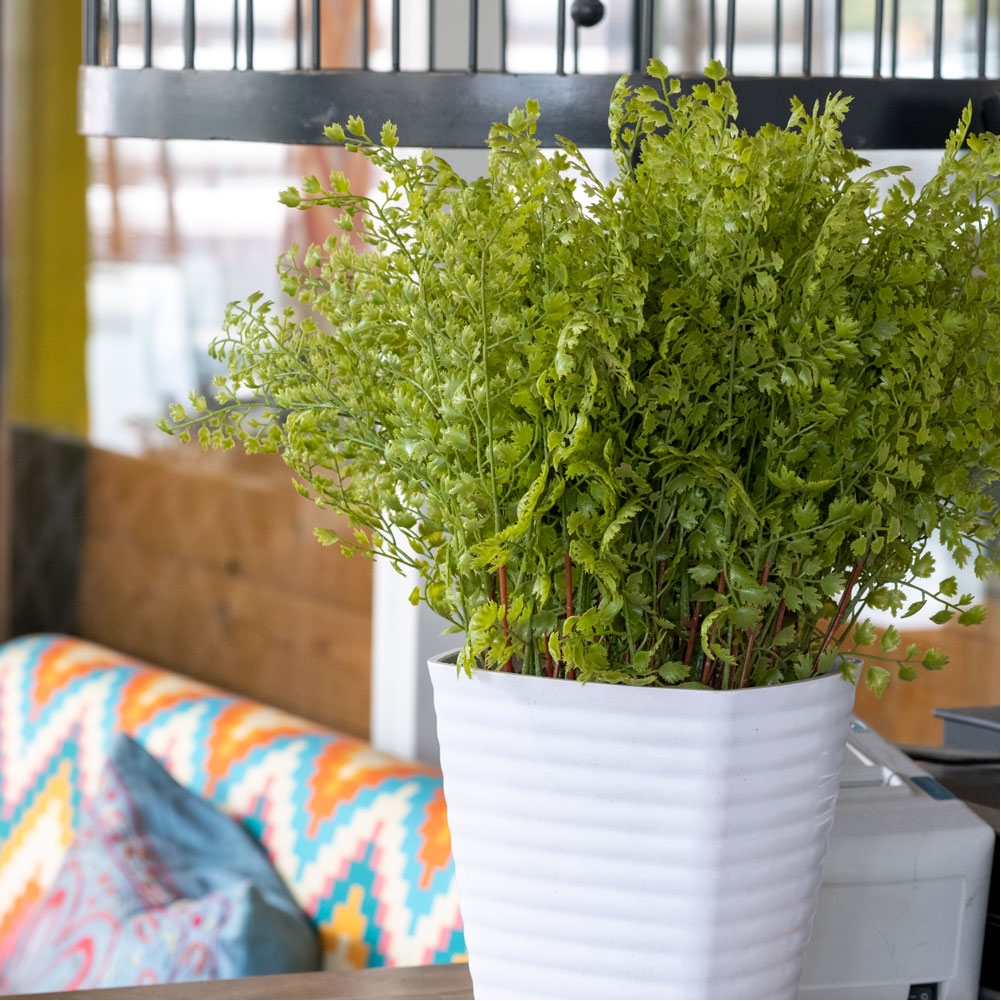 ЦС35-161 Папоротник Адиантум_3-1001x1001