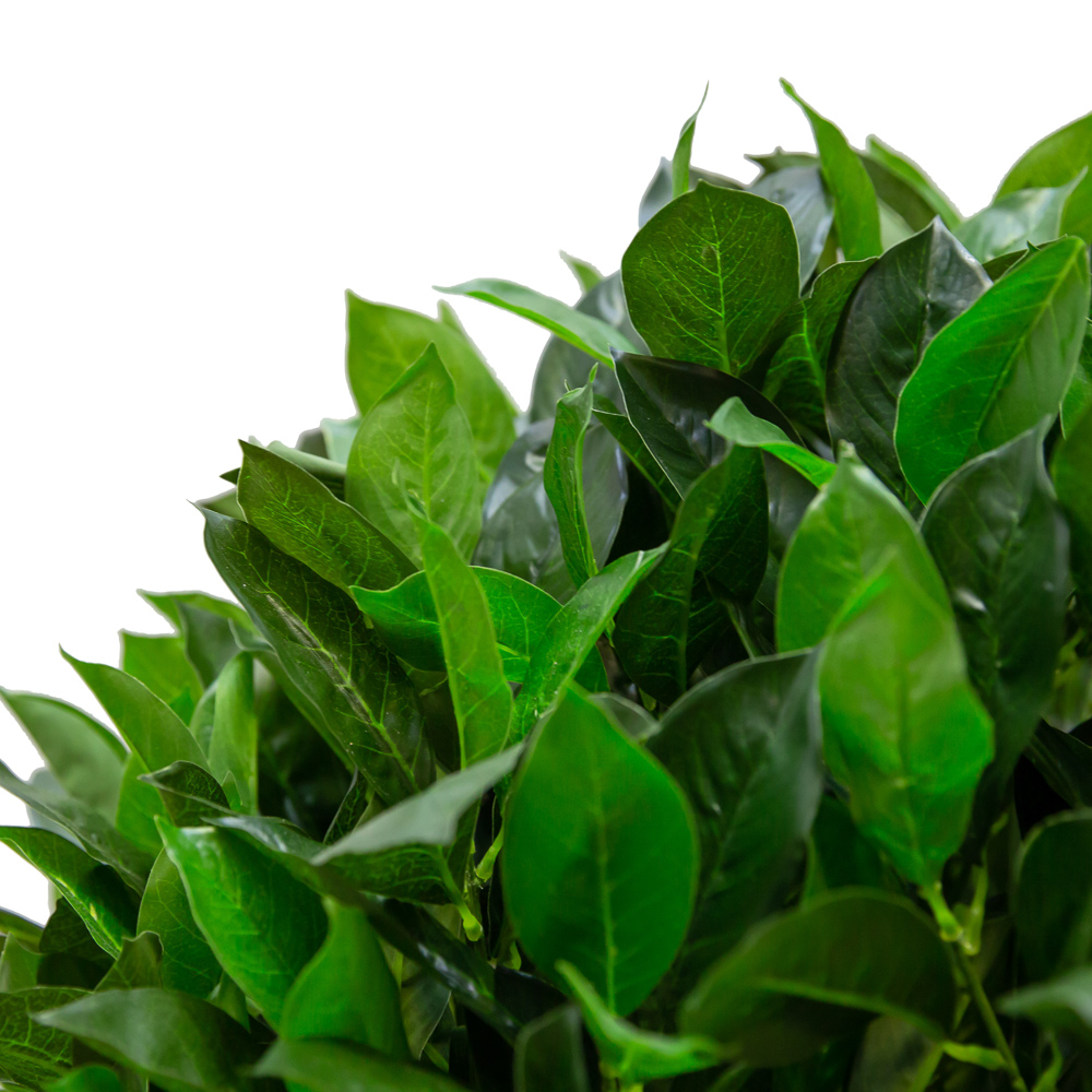 120/Ш/190(з.) Лавр камфорный h120см(латекс)_2