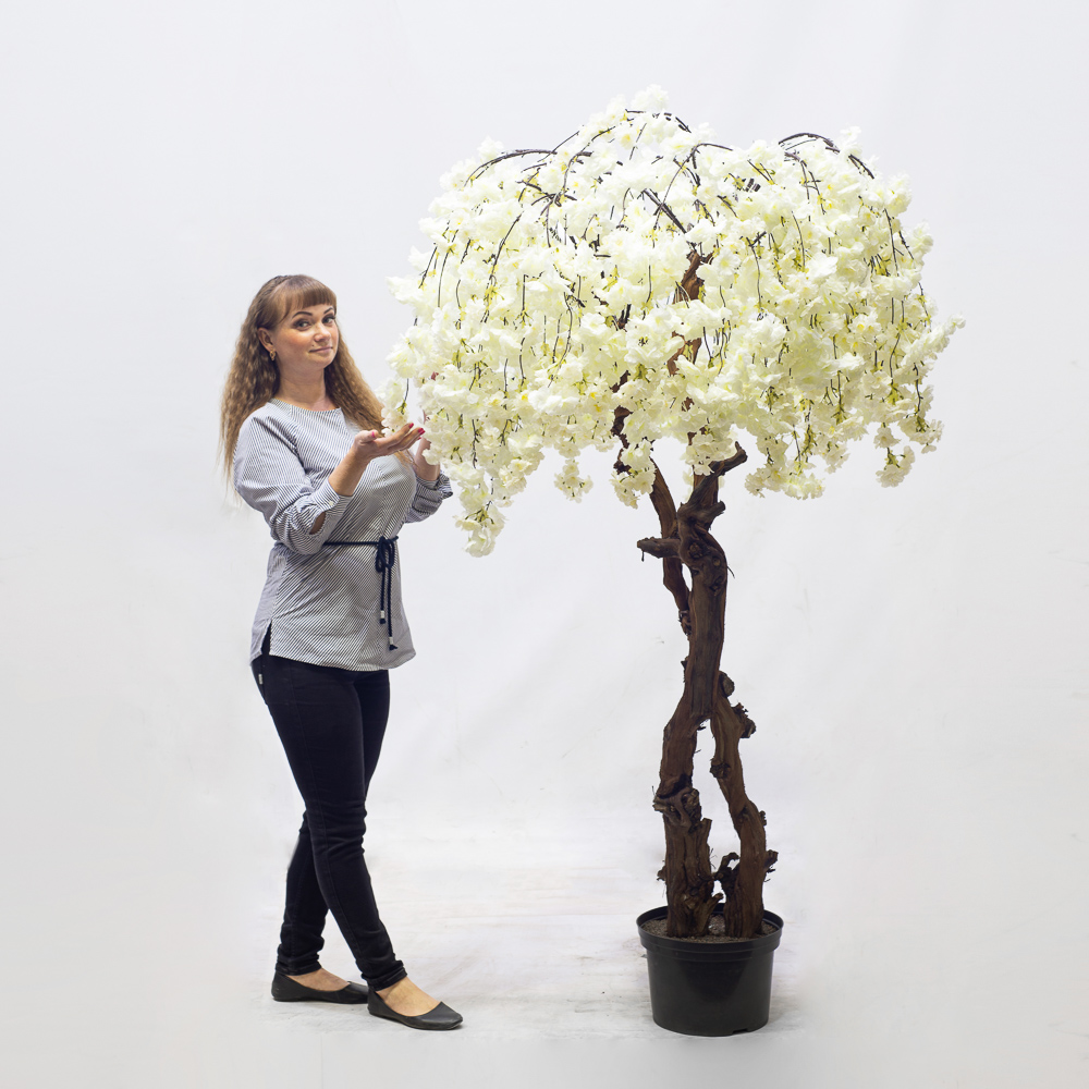 190/2К/ОС/191-1 Сакура королевская (белая) (h 190 d 130см)_2