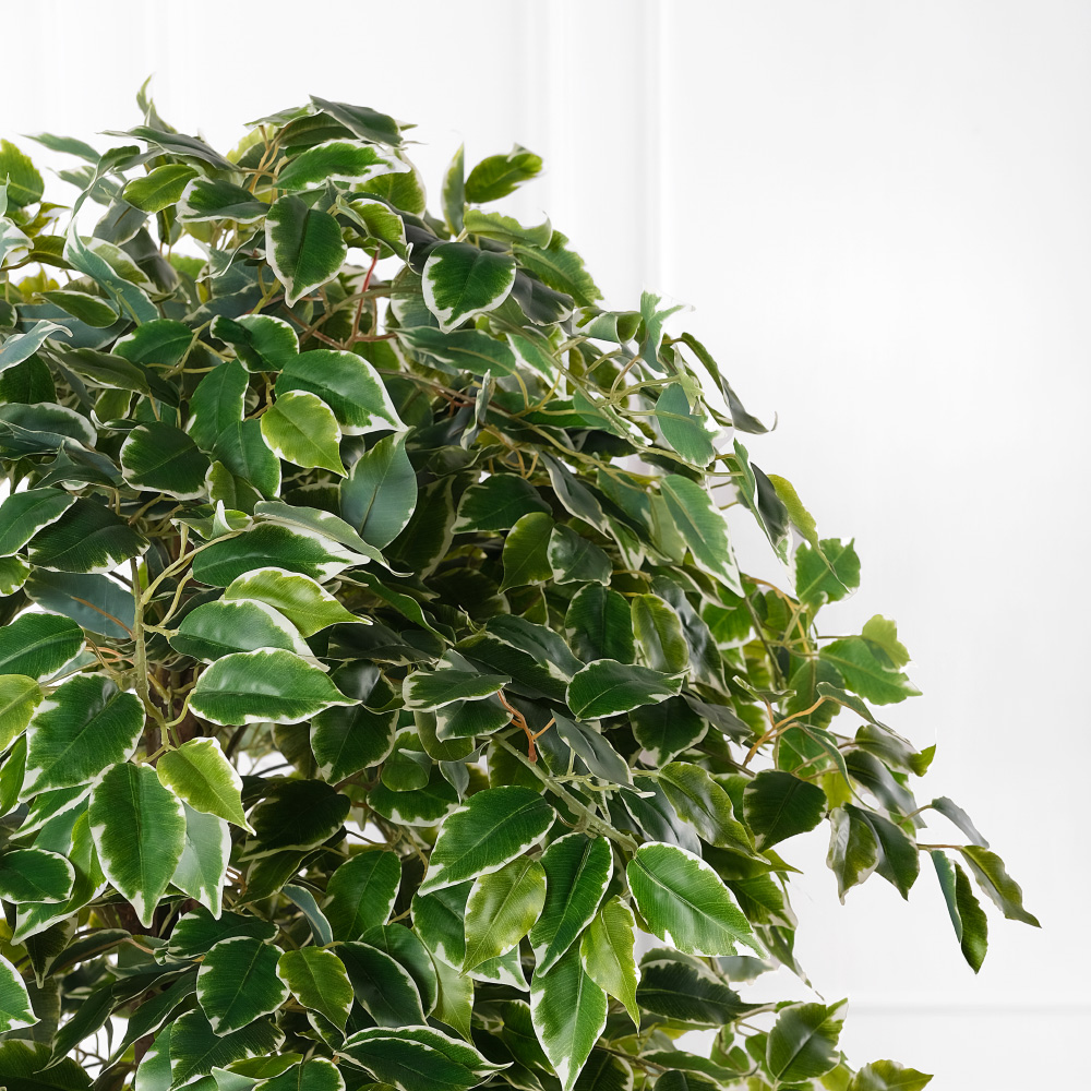 180/УК/23М(Пр)(F) Фикус Бенджамина Старлайт искусственный h180см_4