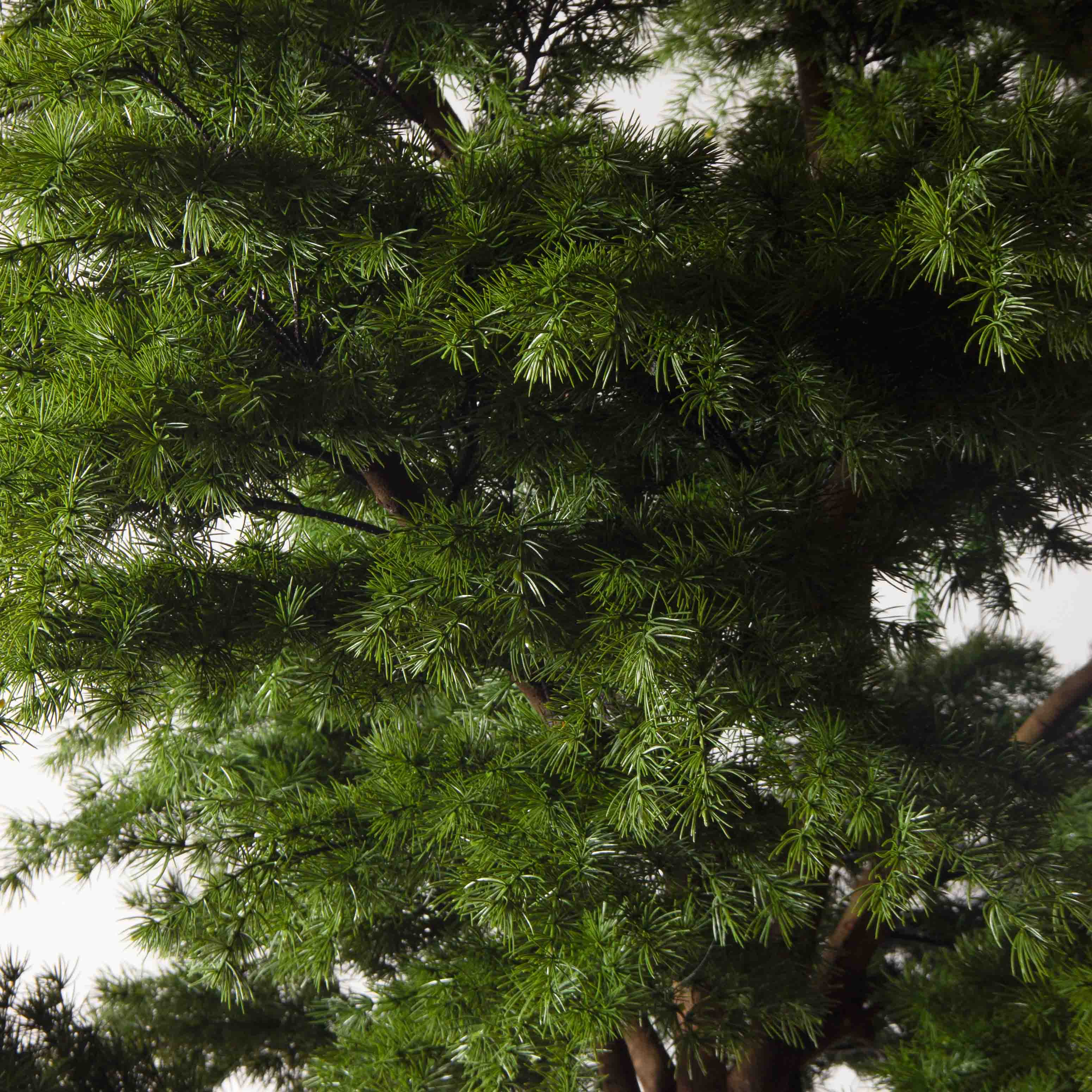 340/РН/310(з)(УУ)(Пр)(F) Лиственница искусственная h310см, d200-210см_7