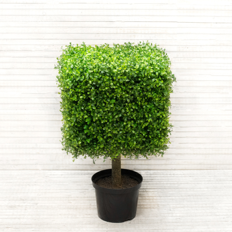 СКТ48/229(з.) Самшит-квадрат Премиум на стволе(48х48х48)