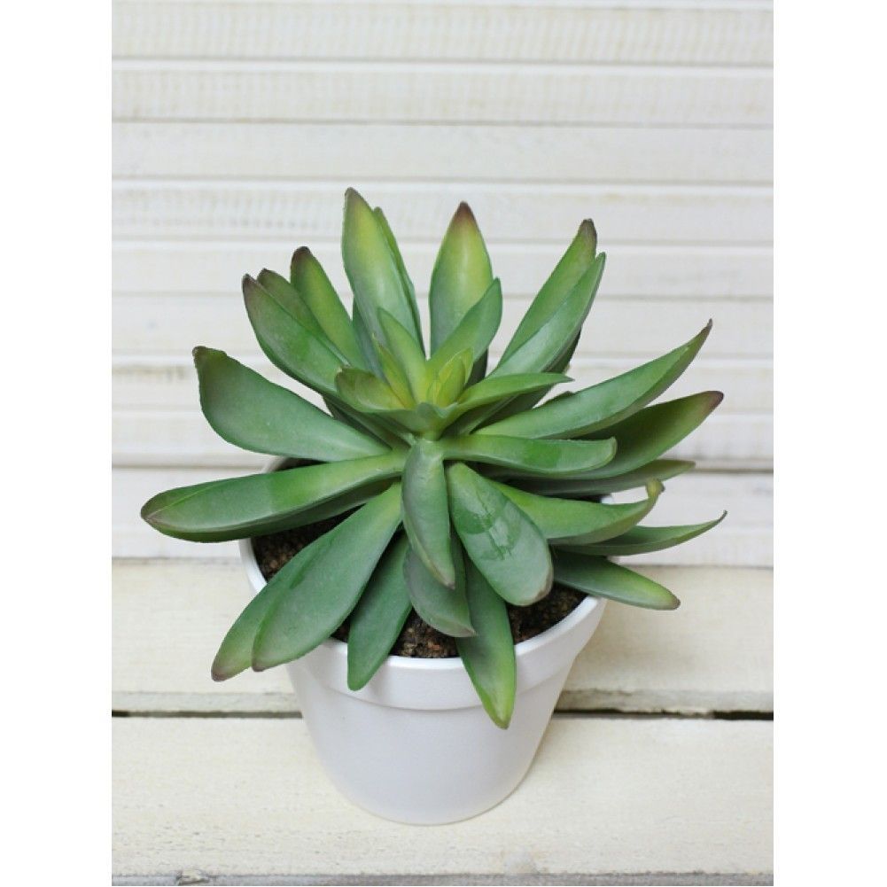 СКК02 Суккулент