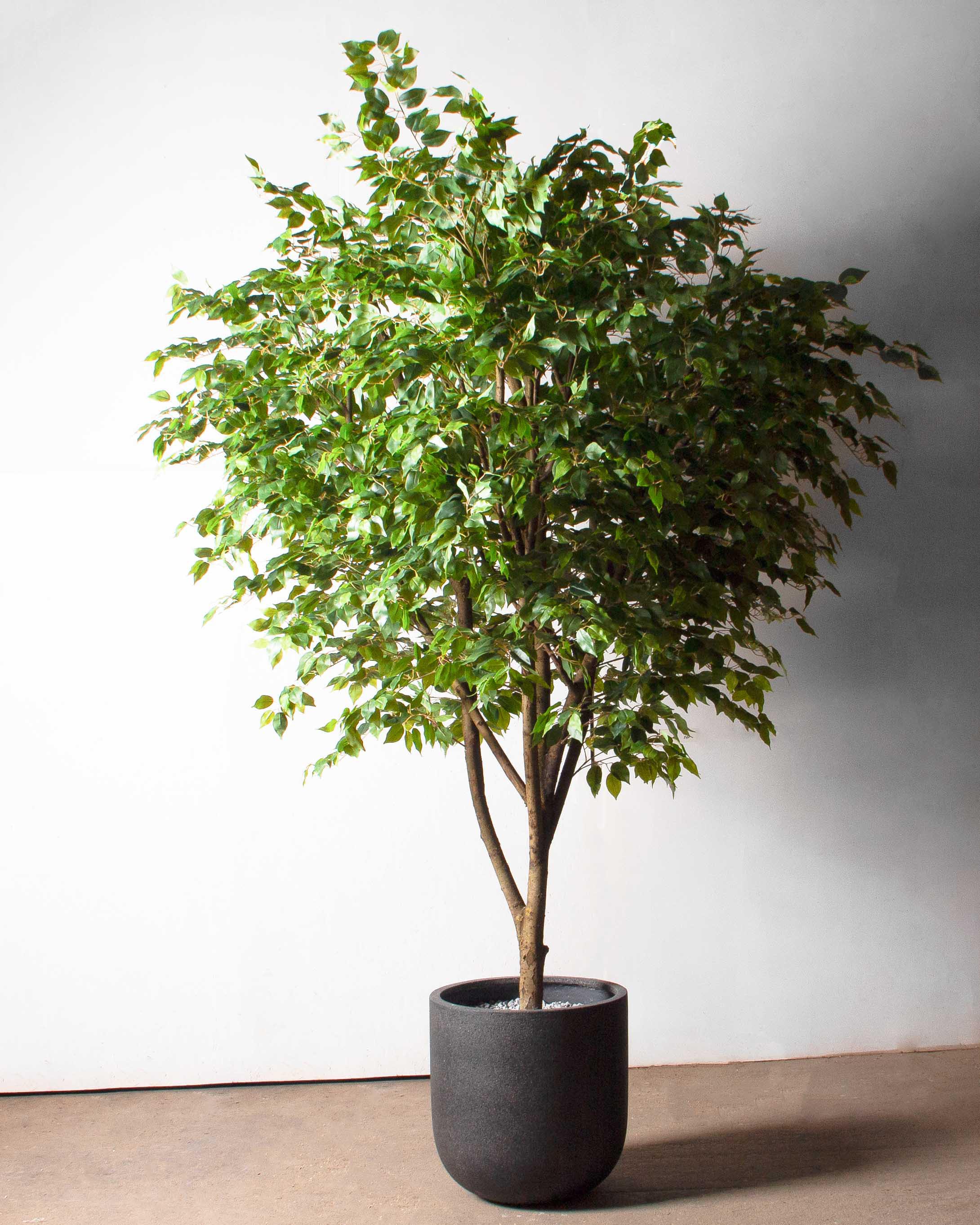 270/РН/34(з)(Пр)(F) Фикус искусственный h270см,d230см, латекс_2