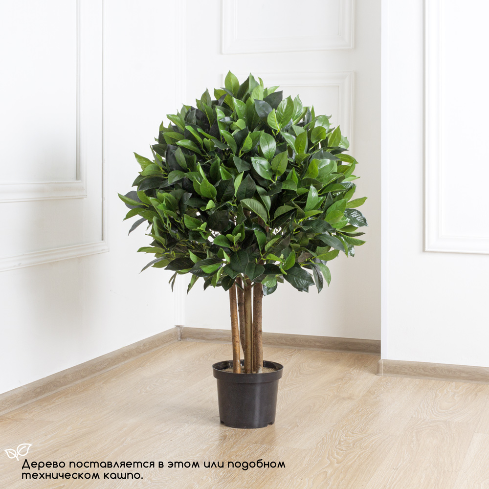 100/Ш/190 Лавр Камфорный h100см(латекс)_4