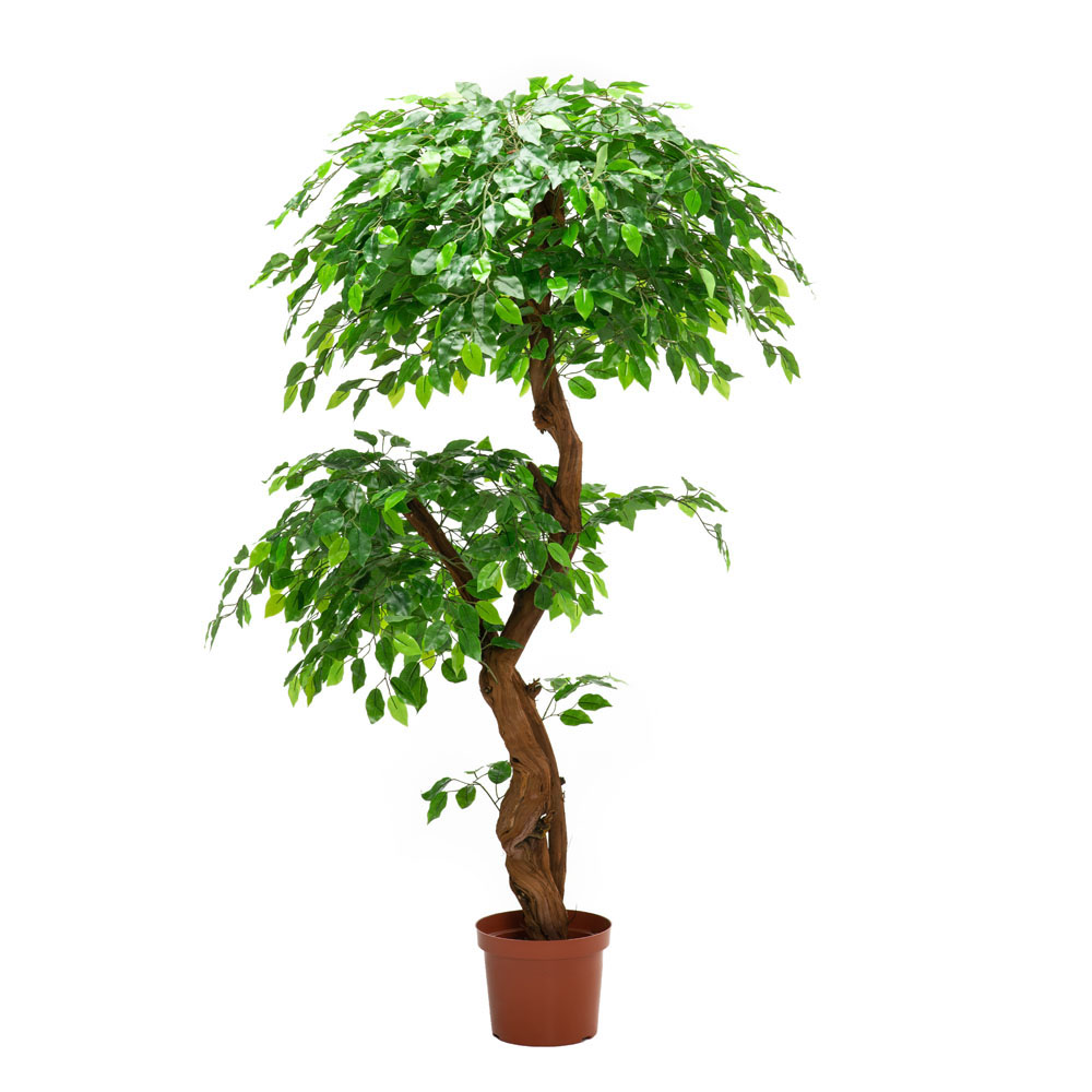 180/2К/ОС/17М(з.) Фикус h180см(латекс)