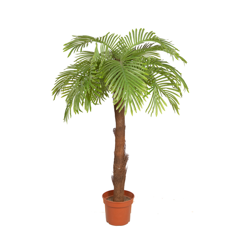 П120/49Л Пальма Арека h120см(латекс)