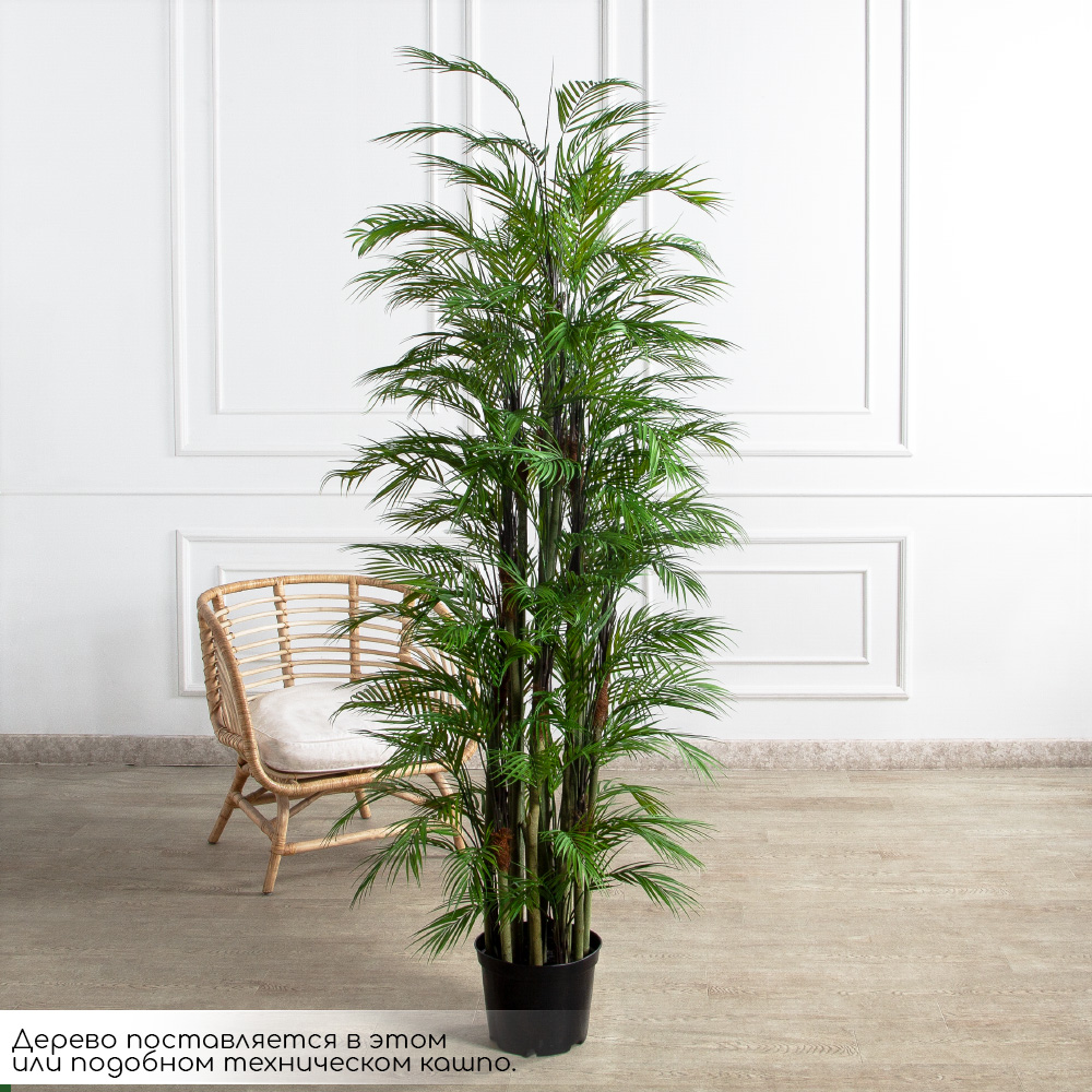 ПК200/5С/359(з)(Пр)(F) Пальма кустовая h200см_2