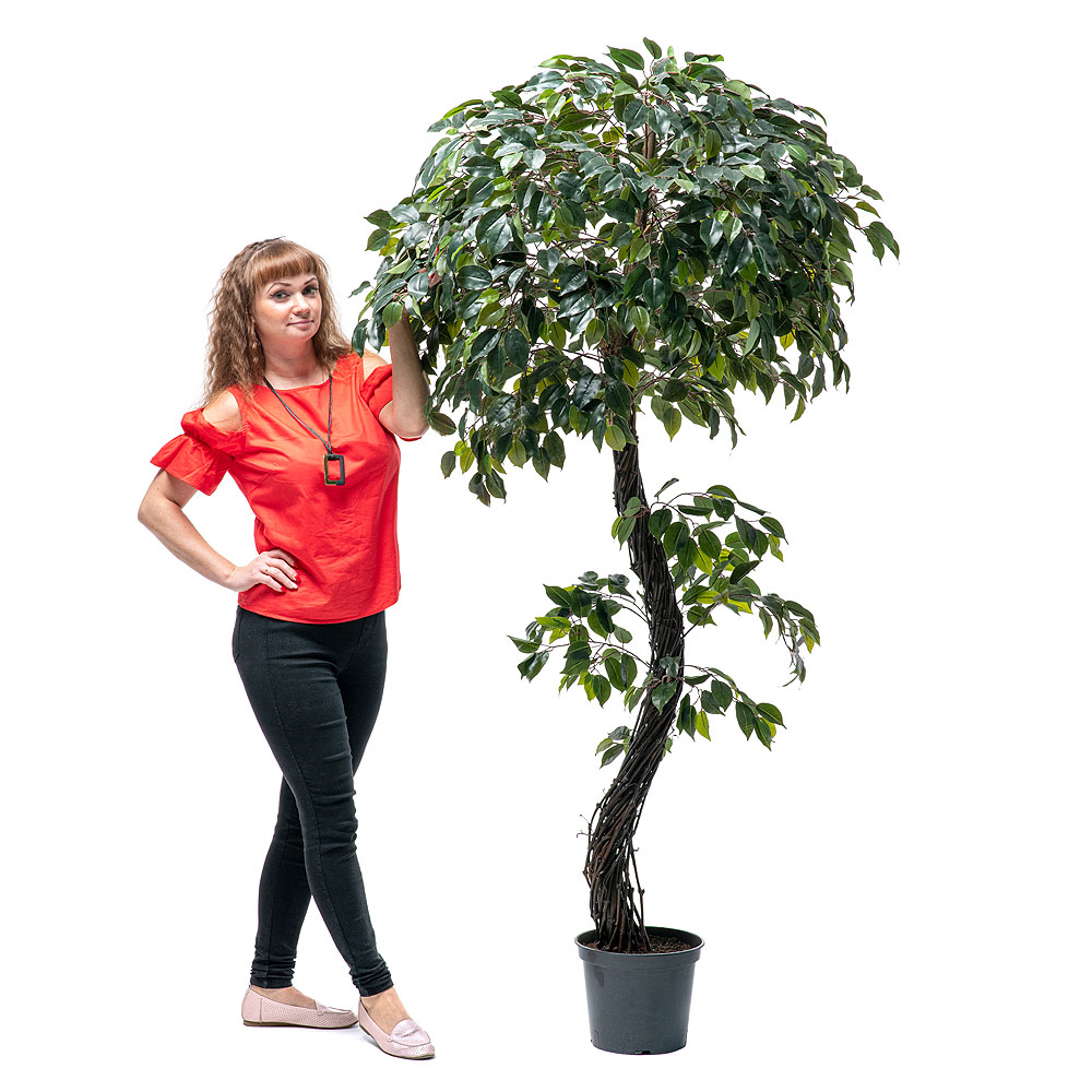 200/ССТ/ВП/34 Фикус (латекс) h-200см_3