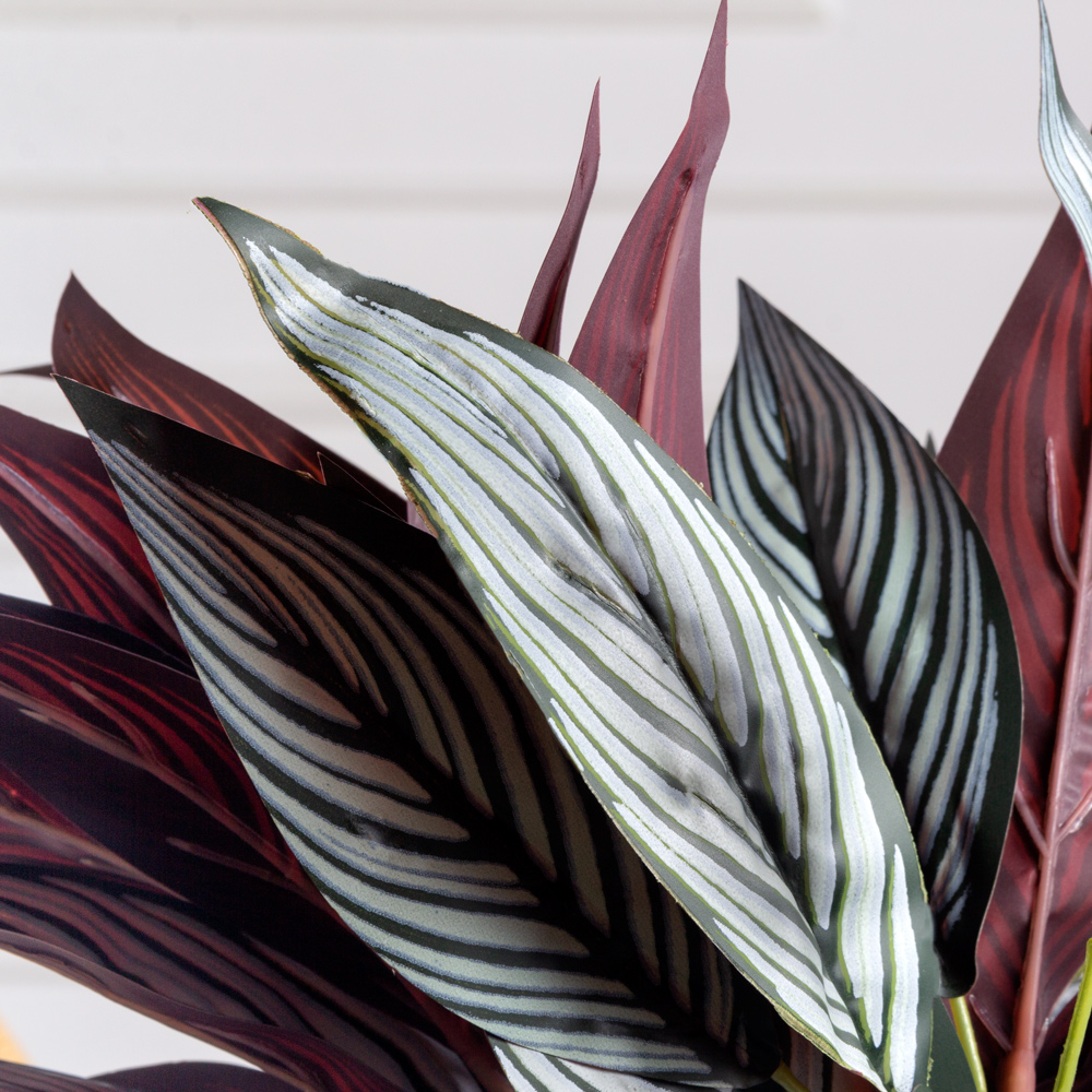 7143/А2786-03(F) Подкустник Калатея Драйв *19л (h-40см)_1