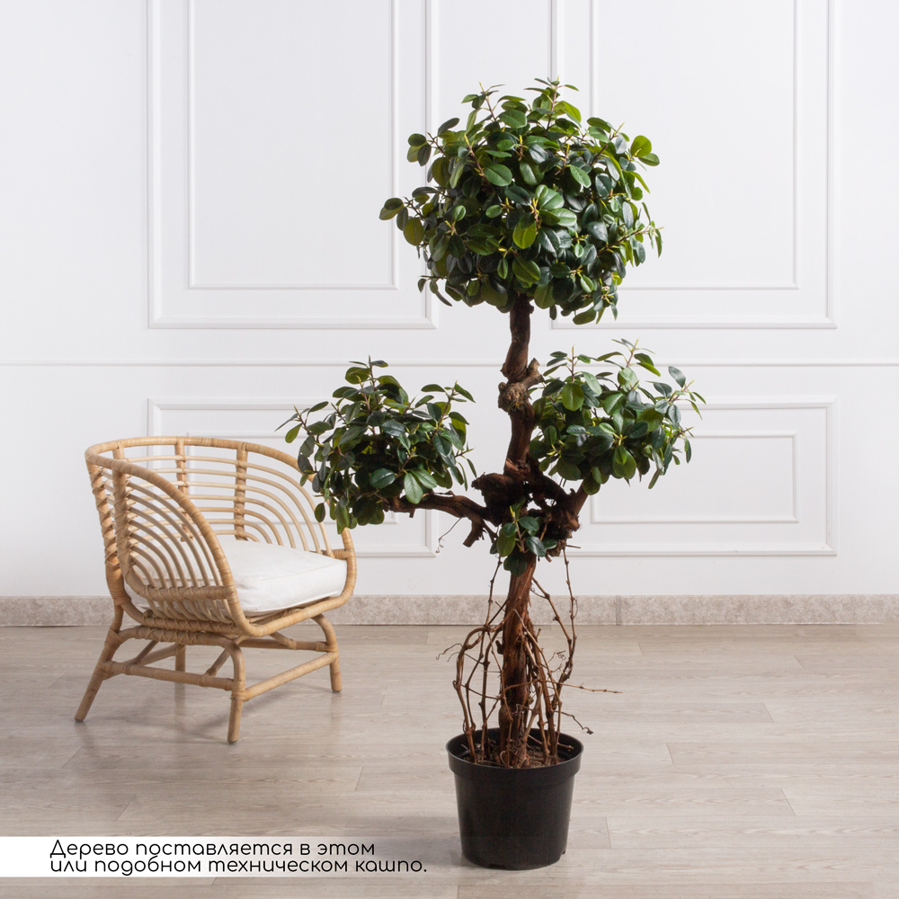 160/3К/ОС/Кор/527(Пр)(F) Фикус искусственный Грин Исланд, h160см_5
