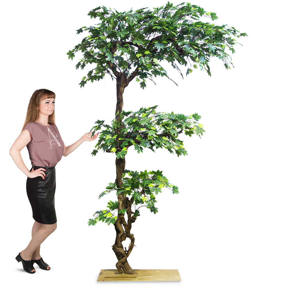 270/3Я/ОС/29(з.) Клен h270 на основании 20*50см_3