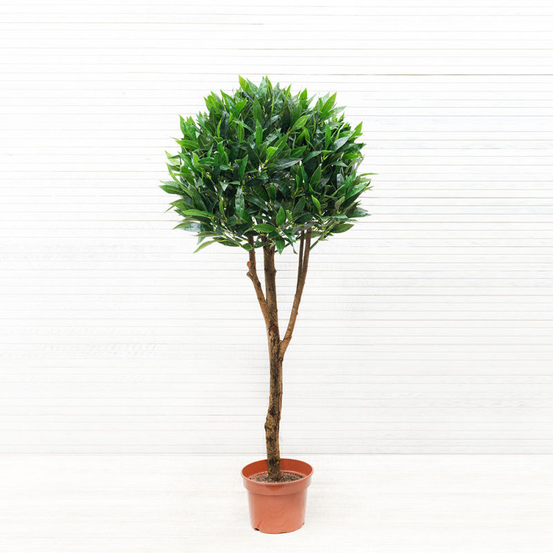 140/Ш/188-1(з.) Лавр h140см(латекс)