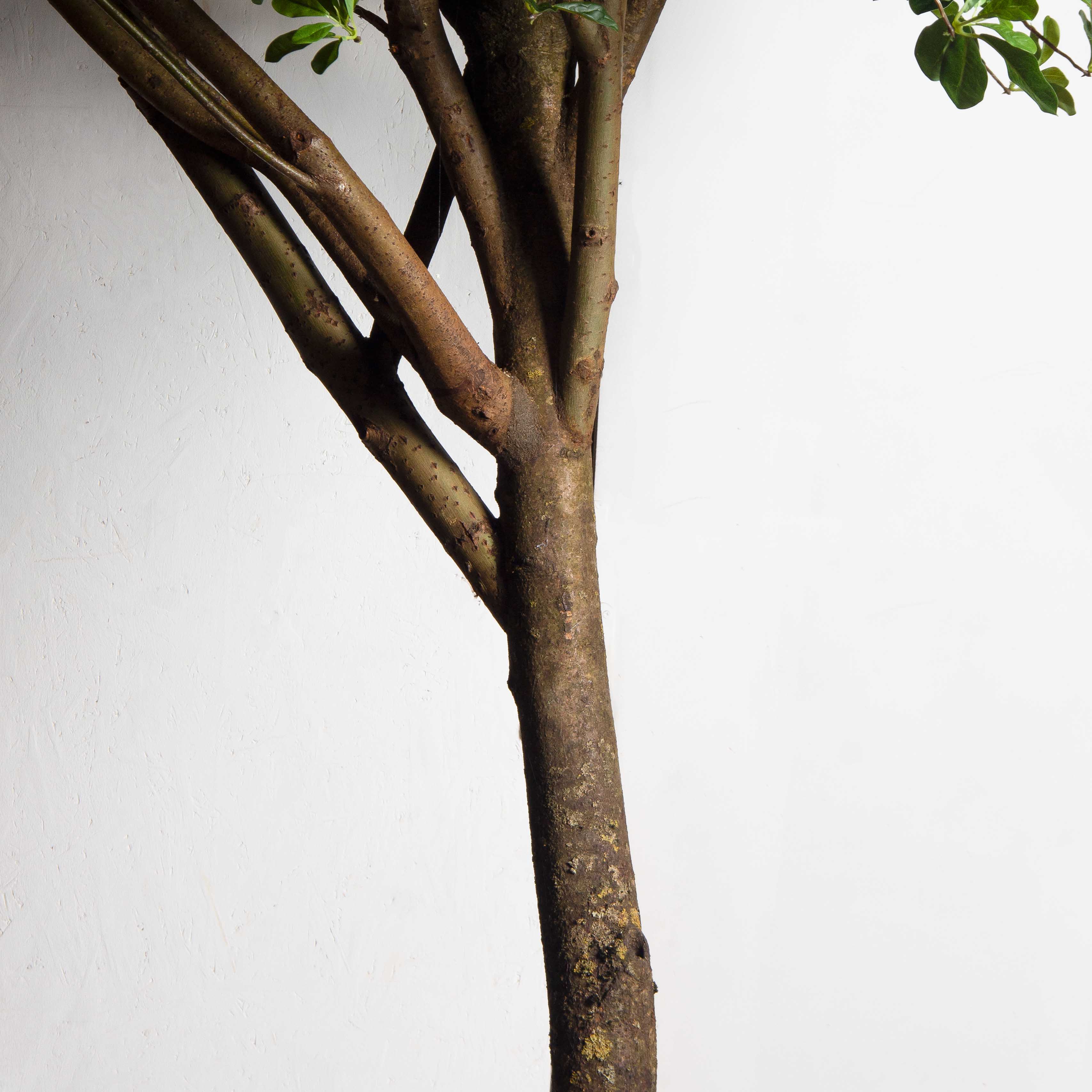 300/РН/84-2(з)(Пр)(F) Шеффлера искусственная h300см_6