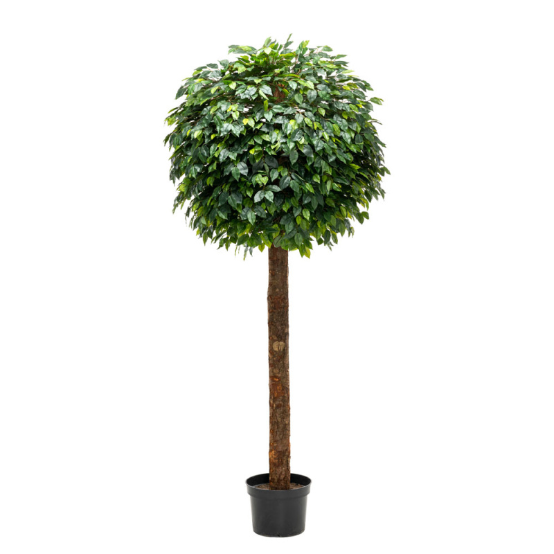 230/Ш/34 Фикус шар (латекс) 230см, ширина кроны 1м