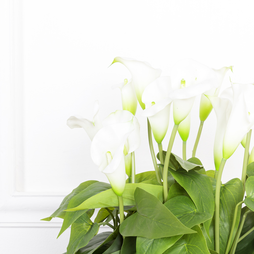 ЦС103(з.) Калла куст h37см(латекс) в кашпо d18см_4