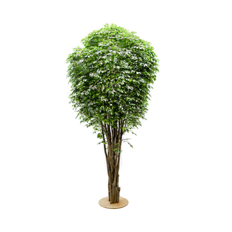 400/РН/34-1(з.) Фикус 400см