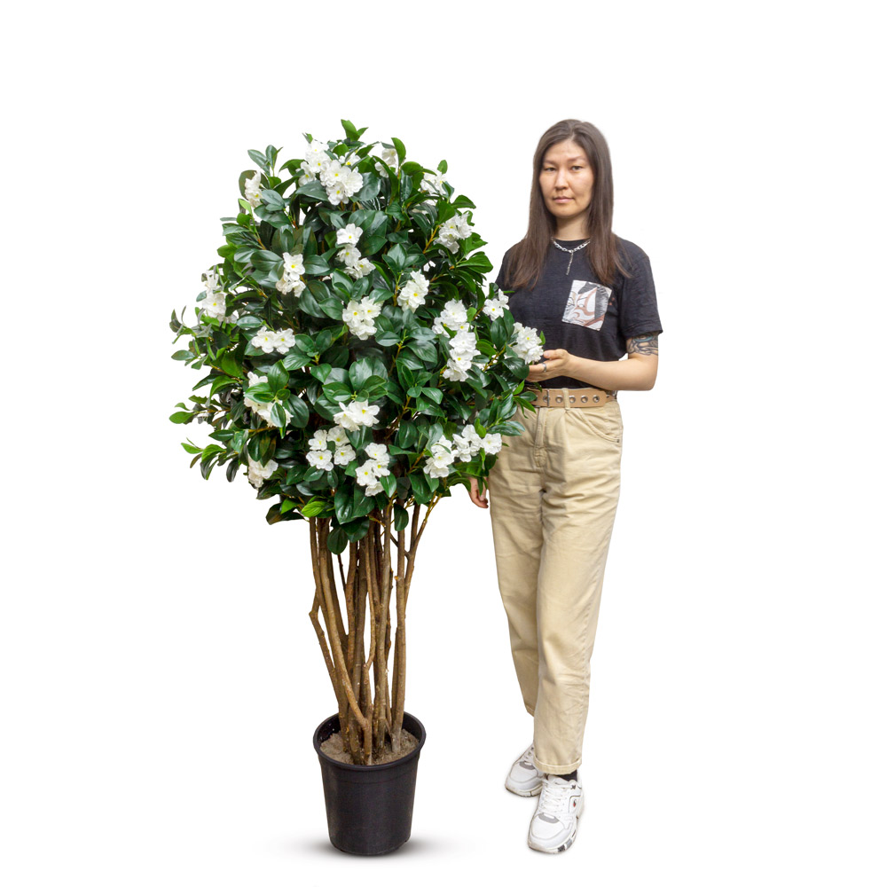 160/РН/439(з.) Жасмин искусственный цветущий, h160см, белый_2