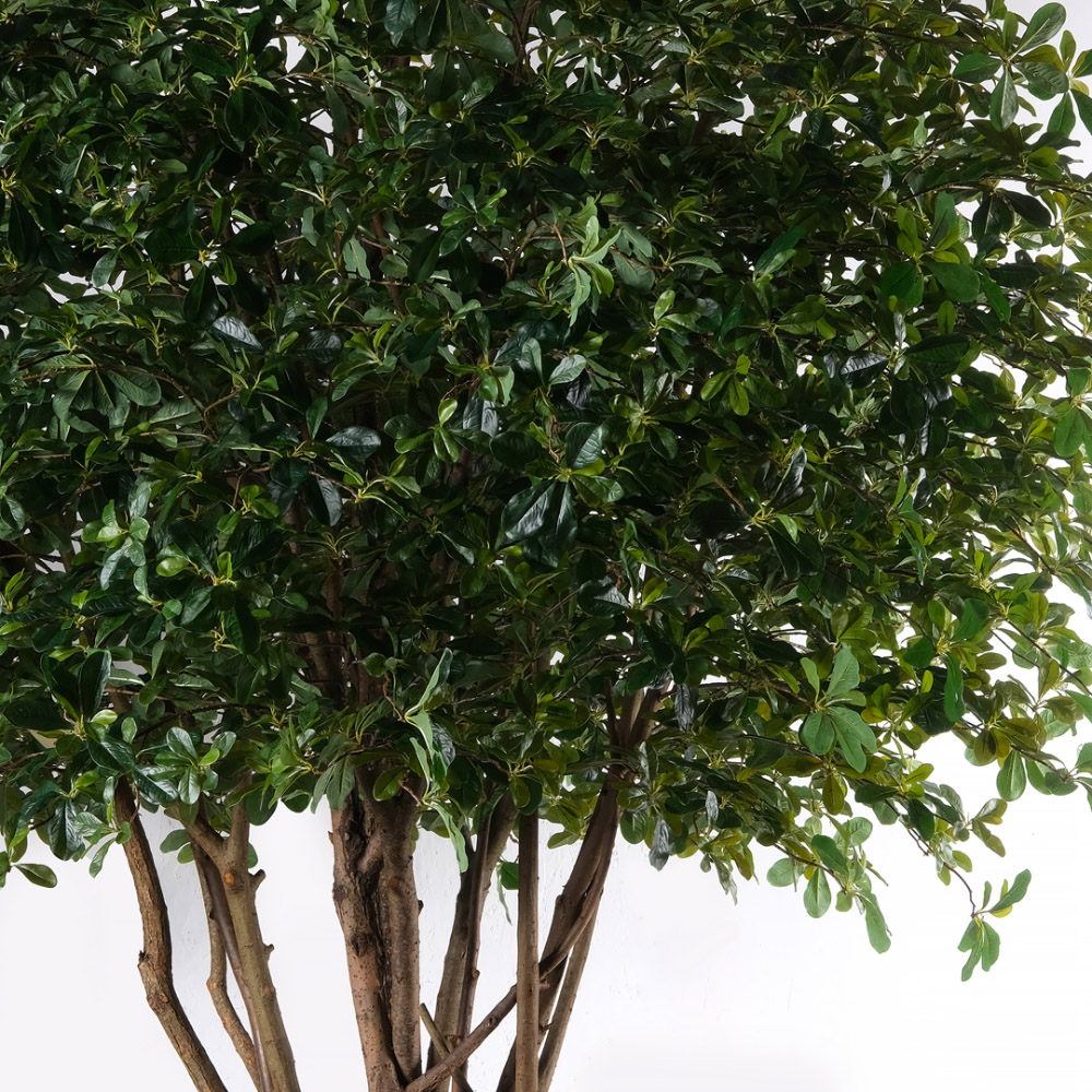 320/РН/84-1(з)(F) Шеффлера искусственная h320см на основании_3