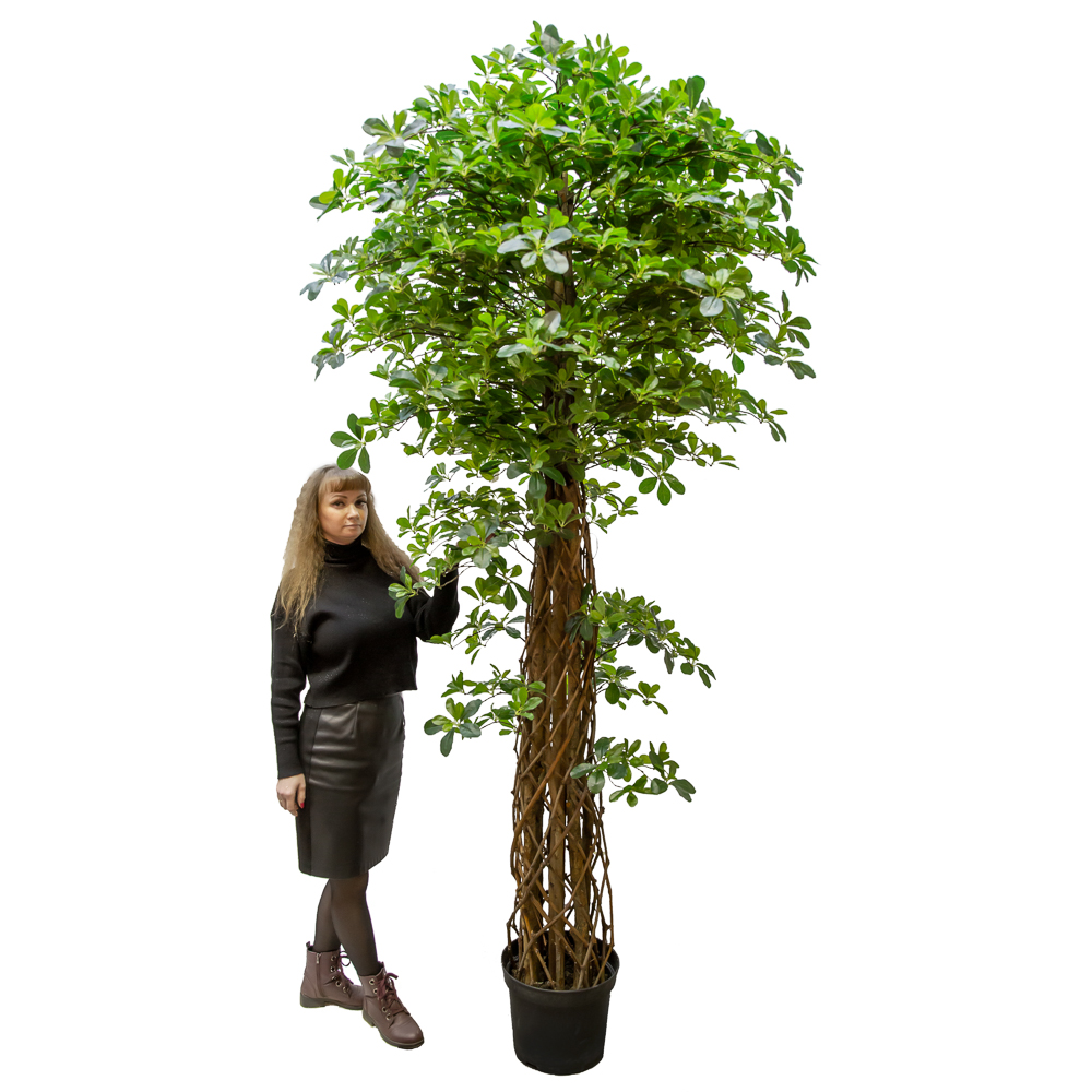 250/ССТ/ПЛ/ВП/84(з.) Шеффлера h250см(латекс)_5