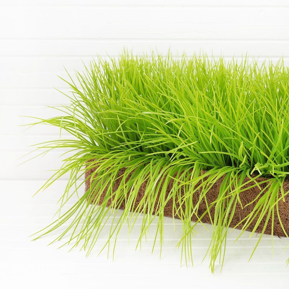 ТД058-9(з.) Осока д/улицы h-20см в кокос.боксе(67х16х8)_3