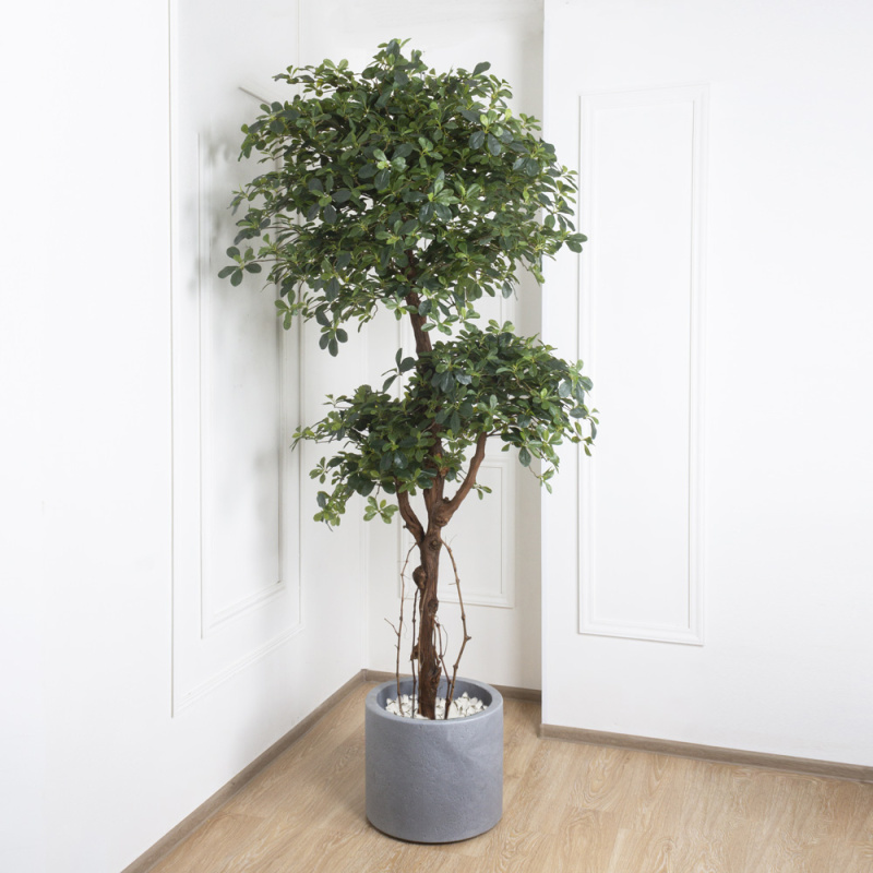 240/3К/ОС/ВП/84(з)(УУ)(Пр) Шеффлера искусственная h240см (латекс)_1