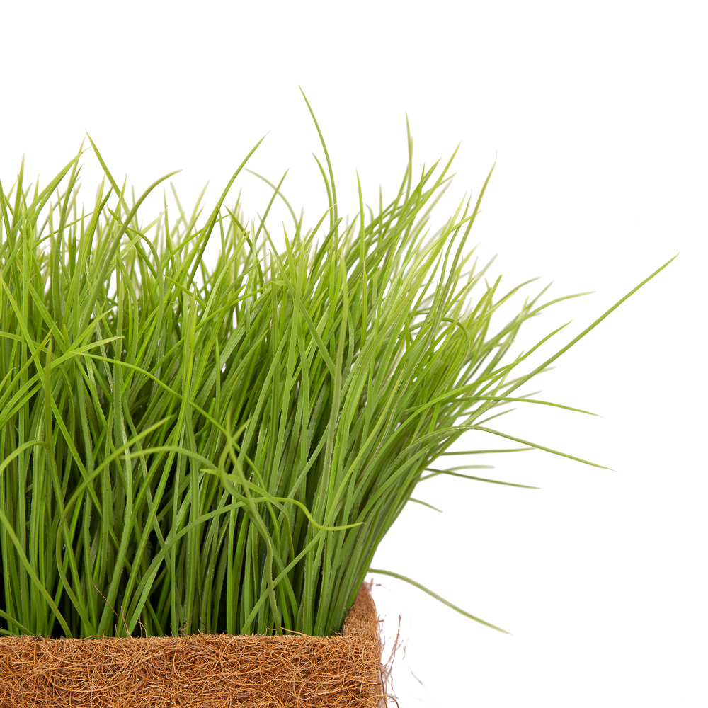 ТД058-20(з.) Трава Осока h18-20см в кокосовом боксе (36*14*h15см)_6