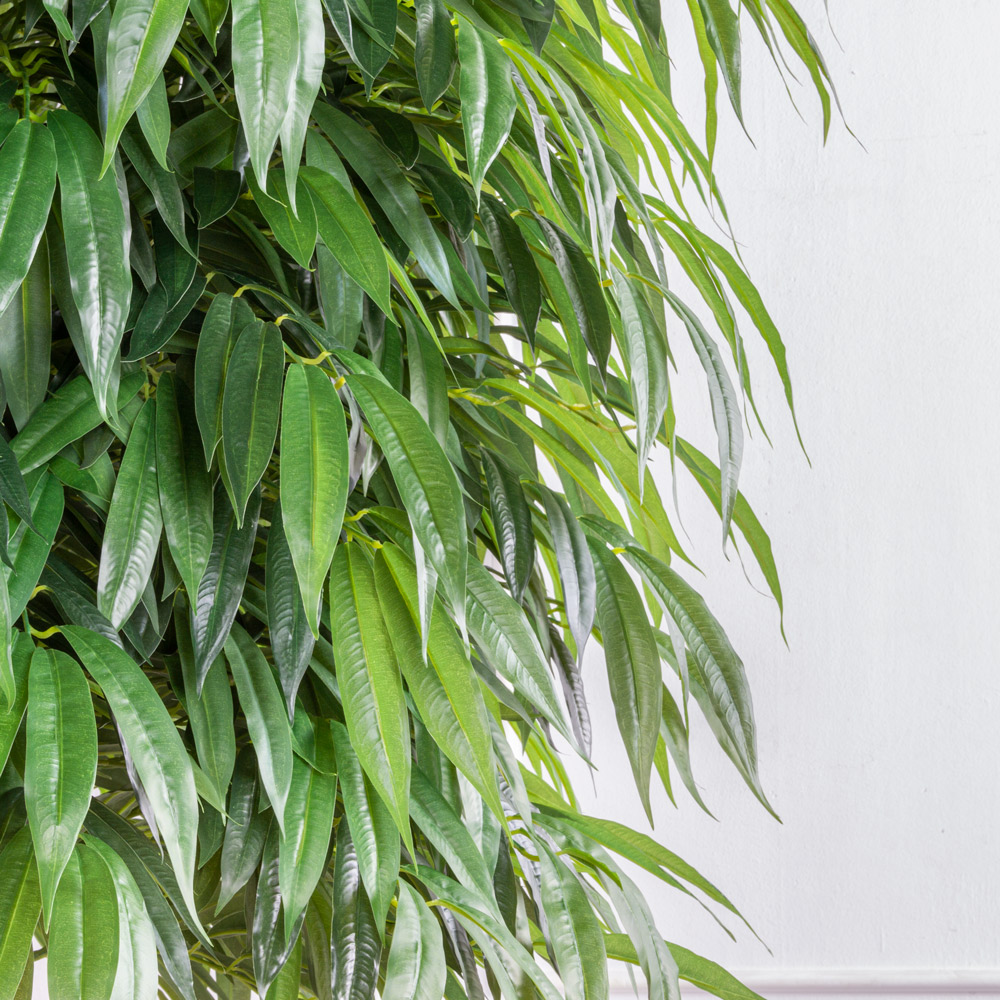 260/ССТК/ВП/2199(з)(F) Лонгифолия искусственная h260см d130см, латекс_6