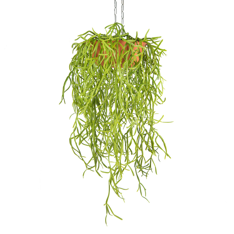 КЗ 21 Рипсалис зеленый в подвесном кашпо d-30см
