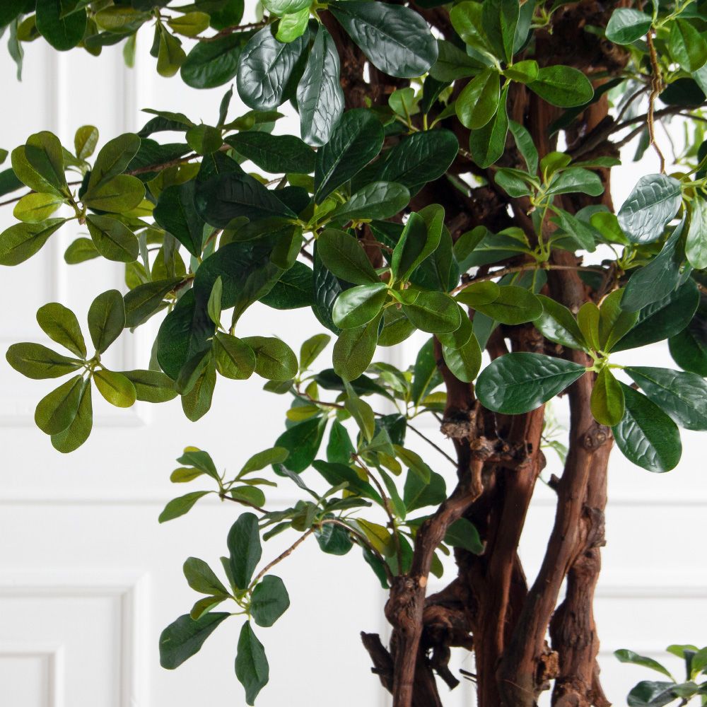 260/ОС/84(з)(F) Шеффлера искусственная h260см d130см (латекс)_3