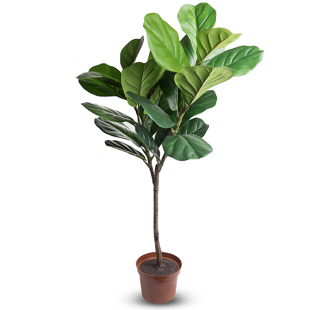 120/К/428(Х)Promo Фикус Лирата h120см_1