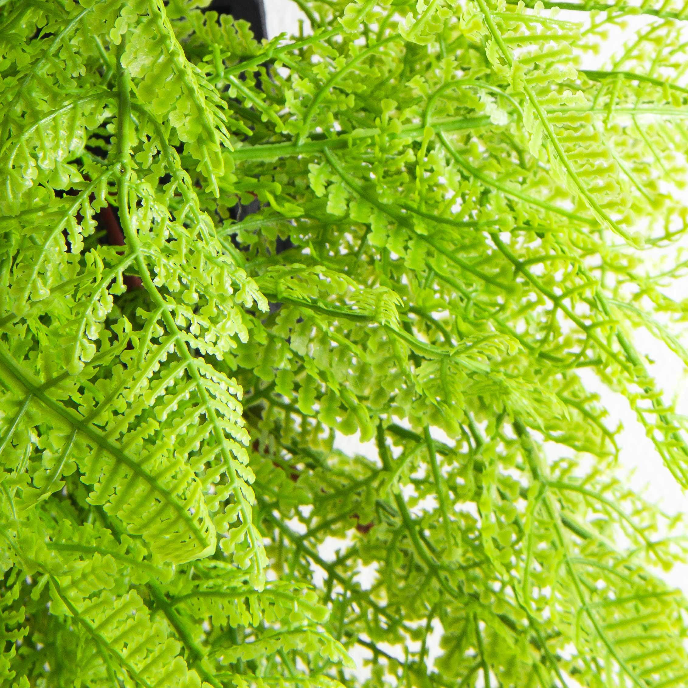 БК11(F) Композиция с папоротником Давалия на блоке 15*h10см_2