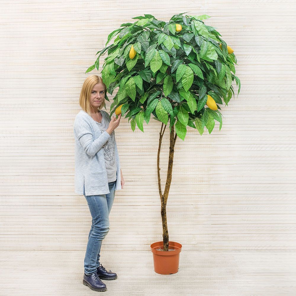 200/РН/301 Манго с плодами h-200см_3