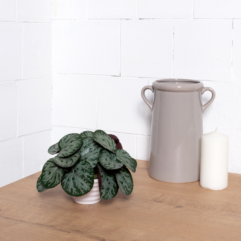 ЦС2088-1(F) Пеперомия искусственная полосатая, зелено-бордовая