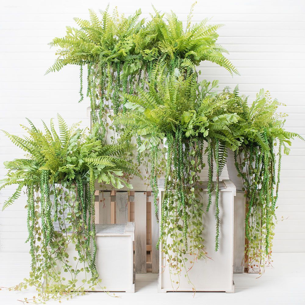 КЗ 02/2(з.) Папоротники амп. в ребристом кашпо (13,5*13,5*16)_2