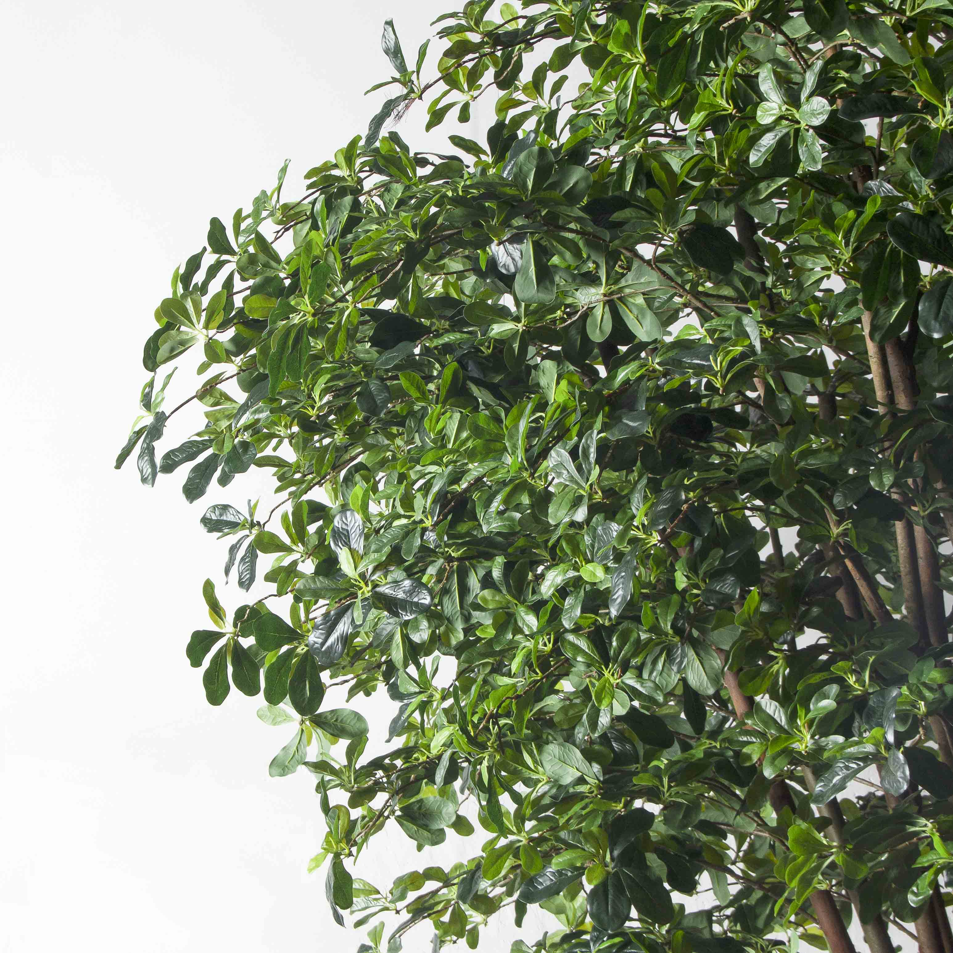 320/РН/84(з)(F) Шеффлера искусственная h320см (латекс)_4