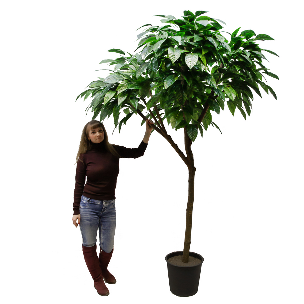 240/РН/200(з.) Дерево манго без плодов h240см_3