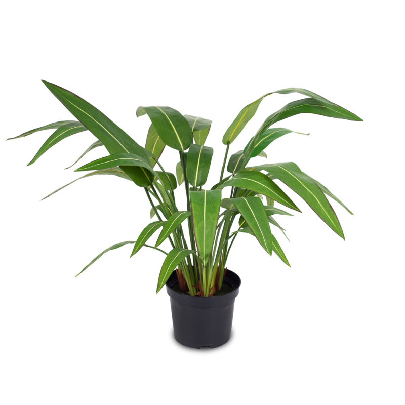 К75*6 Стрелиция куст большой h75см(латекс)