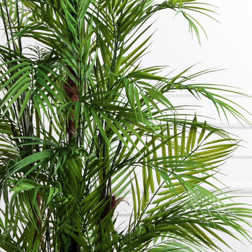 ПК200/5С/359(з)(Пр)(F) Пальма кустовая h200см_5