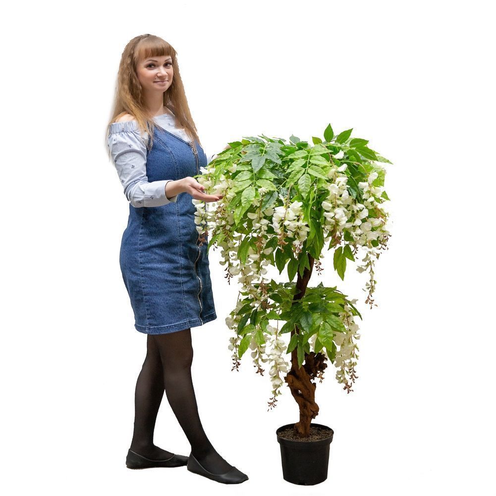 120/Я2/ОС/424-1 Глициния(вистерия) белая h120см (латекс)_3