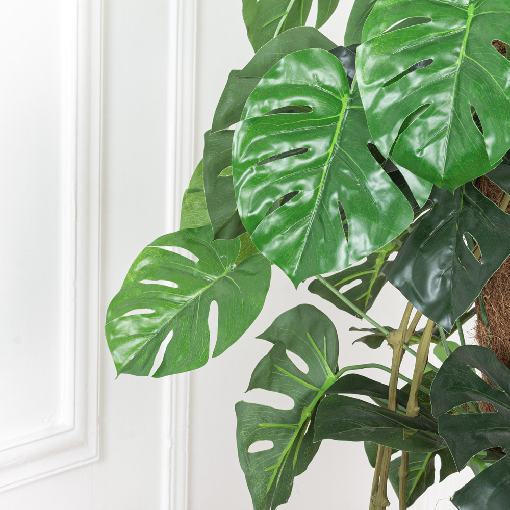 К120/215 Монстера h120см(латекс)_6