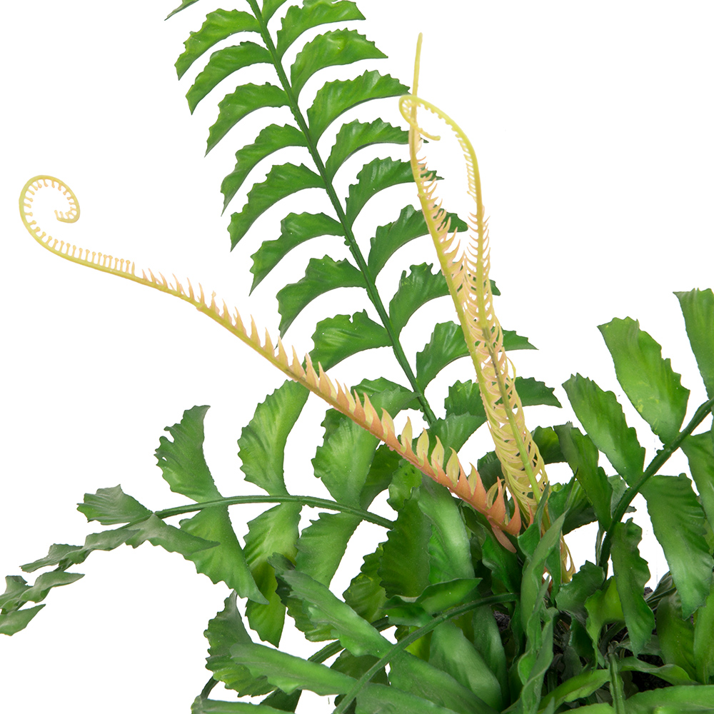 БК 34 Композиция с папоротником Осмунд на блоке 15*h10_3