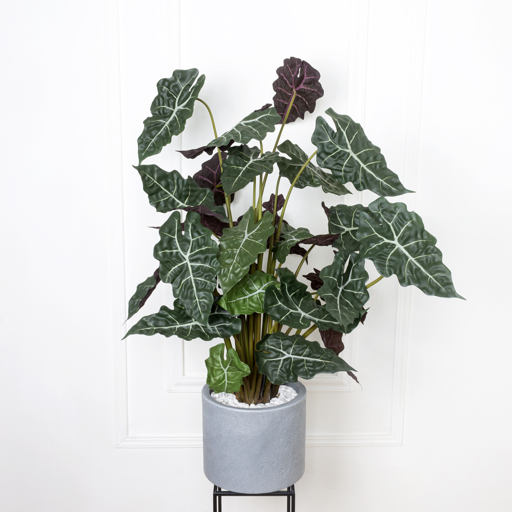 110/479(МТ) Алоказия искусственная h110см_2