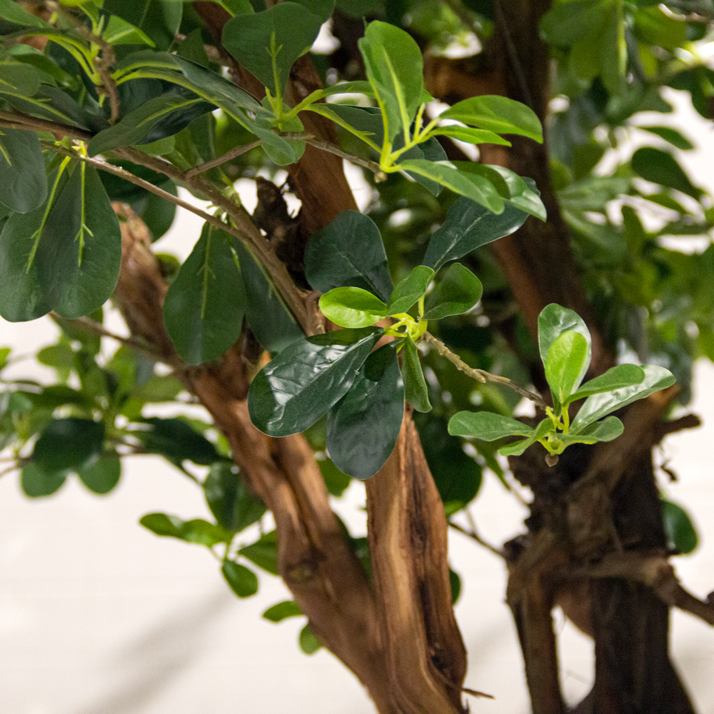 350/ОС/84-1(з)(Пр) Шеффлера искусственная h350см, d250см (латекс) _2