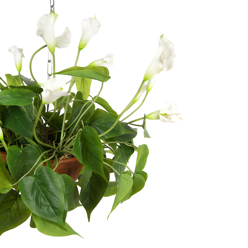 КЗ 15 Калла в подвесном кашпо d-26см (50xh50см)_2