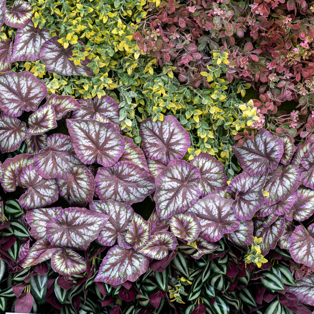 Фитостена 106_7