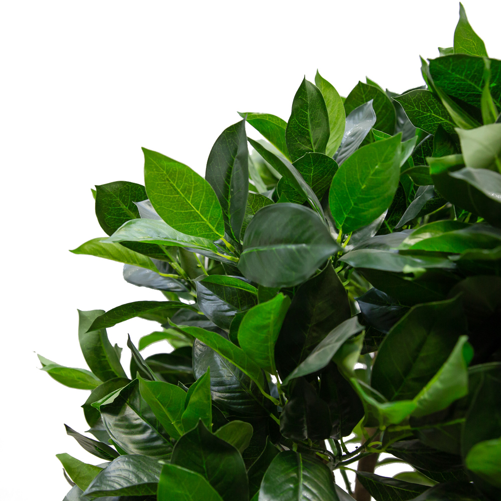 140/Ш/188 Лавр h140см (латекс)_2